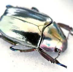 アシナガコガネ　標本　大量 プラチナコガネ 標本
