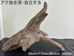 アク抜き済み 流木 ホーンウッド ブランチウッド 49cm
