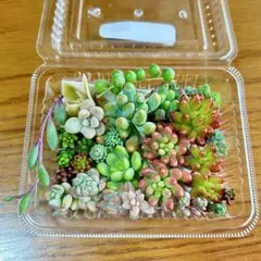 【匿名配送】多肉植物 つぶつぶ多肉20種類コンプリートセット　No.7