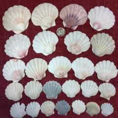 たかちゃんセール中(^-^)!様 リクエスト 2点 まとめ商品