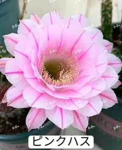 専用ページです！花サボテン ふんわりピンク♬カキコ 千彩 カキコ 新品種花サボテン エキノプシス属 複色咲き - メルカリ