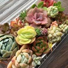 NEW❗️ 【レア種】アイスラブリーローズ錦入り　多肉植物詰め合わせ　多肉弁当❣️