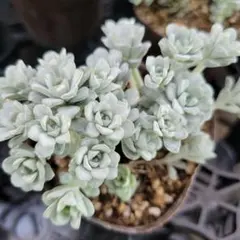 速達専用。週2ペースで発送中⑅୨୧⑅*みるてぃ様 リクエスト 10点 まとめ商品