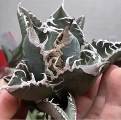 【特価】アガベ　チタノタ　悪魔くん　極上大株