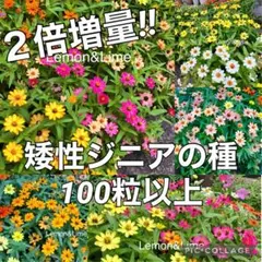 矮性ジニアの種のサムネイル