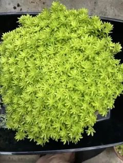 細葉黄金万年草 抜き苗 セダム♡黄金細葉万年草 抜き苗 - メルカリ