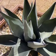 3鉢 アガベ シャークスキン ニグラ 八荒雷神 怪獣 イシスメンシス 特価 3鉢 アガベ シャークスキン ニグラ 八荒雷神 怪獣