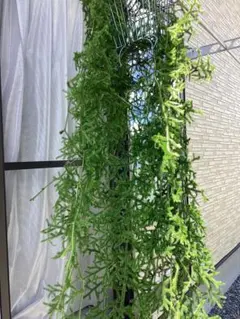 ヒカゲノカズラ　　ユキマル様 ヒカゲノカズラ ユキマル様 - メルカリ