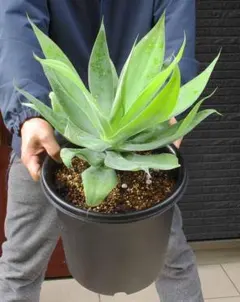 2025年最新】アテナータ 斑入りの人気アイテム - メルカリ