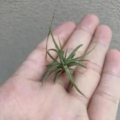 むぎチョコ様 リクエスト 2点 まとめ商品