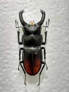 2025年最新】シカクワガタ 標本の人気アイテム - メルカリ