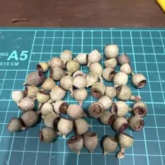 北海道 レッドオーク 穴あき どんぐり帽子 径約2.5㌢ 40個 - メルカリ
