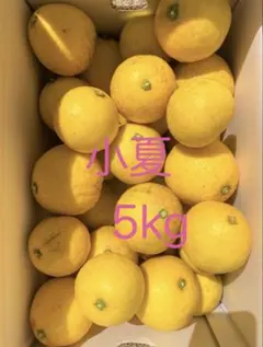 ★ご家庭用　路地小夏　5kg多め　日向夏　みかん　高知県産★のサムネイル