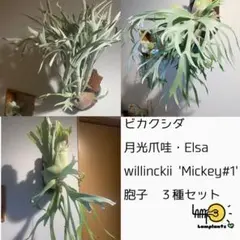 2026年最新】ビカクシダ 胞子 セットの人気アイテム - メルカリ