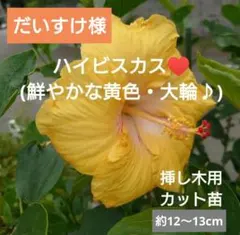 だいすけ様 リクエスト 5点 まとめ商品