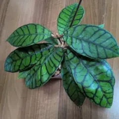 Hoya callistophylla（6月27日発送予定）のサムネイル