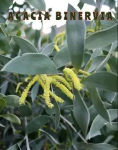 Acacia Confusa 種子 25粒+ - メルカリ