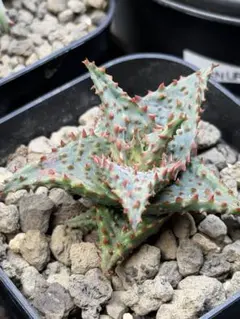 多肉植物 アロエ (コニフェラ×カスティロニアエ)×ワイリーコヨーテ