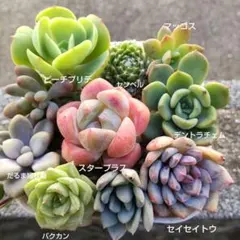 Tomo様 リクエスト 2点 まとめ商品