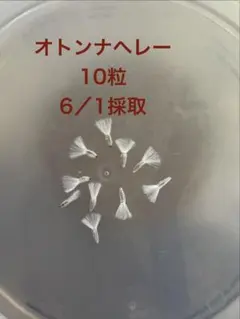 オトンナ ヘレー 種子 10粒のサムネイル