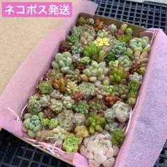 多肉植物　カット苗　詰め合わせ