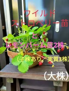 yaasuu様 リクエスト 2点 まとめ商品
