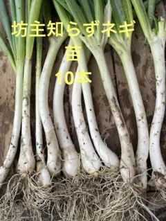 坊主知らずネギ苗 10本 - メルカリ