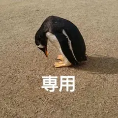 専用