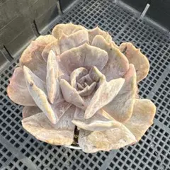 多肉植物　リラシナ錦　葉挿し　根っ子なし 2025年最新】リラシナ錦の人気アイテム - メルカリ