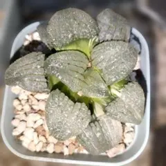 エピスシア フェイディドジェイド Episcia Faded Jade - メルカリ