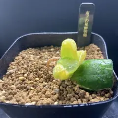 h*u様 葉挿し　ハオルチア　万象　南アの星鮮明錦　糊斑