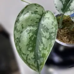 2025年最新】Scindapsusの人気アイテム - メルカリ