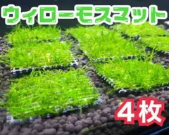 【無農薬】ウィローモスマット 約5cm×5cm 4枚のサムネイル