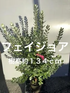 超絶品。フェイジョアクーリッジ本株立ち1.5M(鉢底から) ☆実つき
