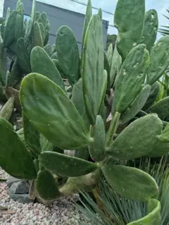極耐寒性オプンチア フミフサ群生植え◇南国リゾート島ドライガーデン