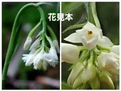 森のお花様 リクエスト 3点 まとめ商品