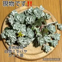 2026年最新】ミセバヤ カット苗の人気アイテム - メルカリ