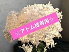 アトム様専用です！