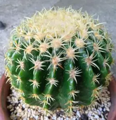 2025年最新】短刺金鯱の人気アイテム - メルカリ