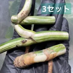 Tsht_105様 リクエスト 2点 まとめ商品