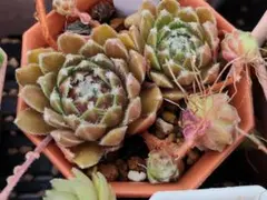 多肉植物 センペルビウム アラクチタン No.14【桃】 - メルカリ