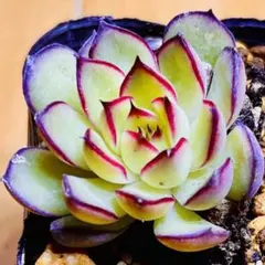 多肉植物⭐️ファイヤーフライ⭐️韓国苗育成 抜き苗 e34