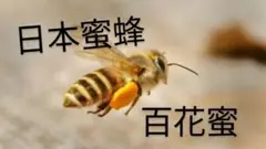 日本蜜蜂　百化蜜　巣蜜入り蜂蜜　コノハム