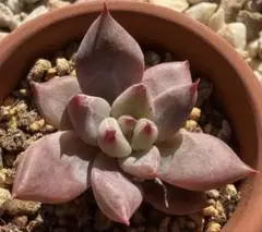 多肉植物　シトリナ　抜き苗　韓国苗　エケベリア　ムチムチ　肉厚