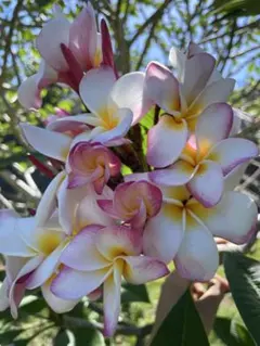 2025年最新】プルメリア 苗の人気アイテム - メルカリ