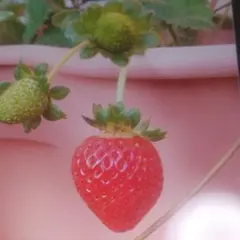 2026年最新】いちご苗 無農薬の人気アイテム - メルカリ