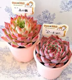 2025年最新】ファームパルクの人気アイテム - メルカリ