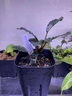 ブセファランドラ Bucephalandra 