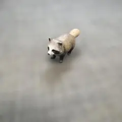 アニア　アライグマ