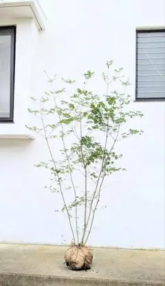 アウトレット2.3m。素性極上の山採りハイノキ。 アウトレット2.3m。素性極上の山採りハイノキ。 - メルカリ